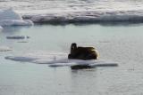 Walrus and Ivory Gull