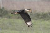 Crested Caracara w munchie