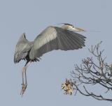 Great Blue Heron w building materials