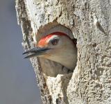 Red-Bellied Woodpecker at nest hole