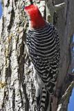 Red-Belled Woodpecker near nest