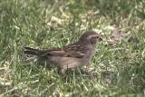 Female House Sparrow