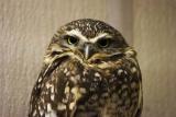 Burrowing Owl