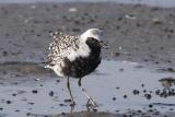 Black-Bellied Plover