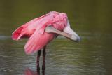 Roseate Spoonbill preening