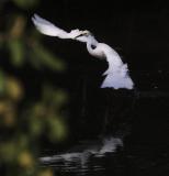 Snowy Egret, drifting in