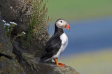 Puffin with tricolore background