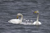 Whoopers and whooperettes
