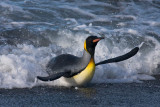 King penguin in action