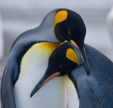King Penguins, necking