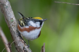 Chestnut-sided Warbler