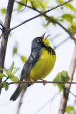 Canada Warbler