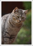 Q for Queen of my cats