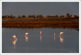 Greater Flamingos at sunset