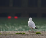 Im a poor lonesome gull...:-(