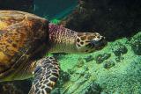 Sea turtle