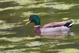 Common Mallard