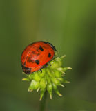 Pregnant ladybug