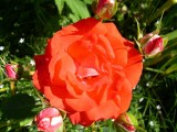 Original, one of our garden roses.