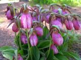 ladyslippers_before.jpg