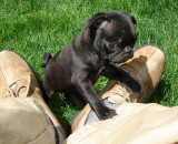 Zoe, 9 weeks