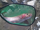 last trout of 2010 - reduced.jpg