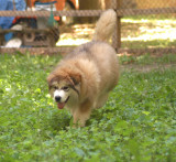 Alaskan Malamute Q and Blarney litter