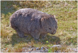 Stan Johnston, Common Wombat