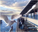 Suelyn Wong, Ivars Gulls