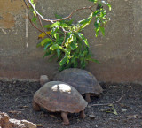 Tortoises at the Charles Darwin Research Station