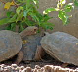 Baby Tortoises competing for food