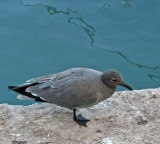 Lava Gull - endemic to Galapagos Is. World's rearest gull, only ~ 400 pairs (Lonely Planet)