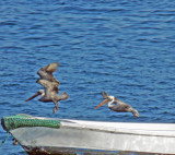 Brown Pelicans are fishing