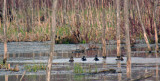 Ring-necked ducks