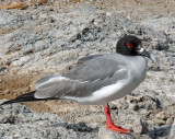 Swallow-tailed Gull, recuperating from the 'night-shift'