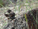 One of Darwin's finches