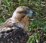 A Galapagos Hawk, 5 feet from us