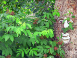 Ancient crabapple tree has a face - birds love the red Elderberries