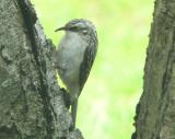 Brown Creeper