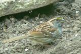 White throated Sparrow