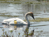 2007 : Trumpeter Swans return and attempt to start a family.
