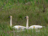  Female 933, male 934 and 5 cygnets come out of hiding the next spring.