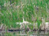  Swans are quite a distance away from the road.