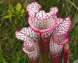 11- White-Topped pitchers - One of natures wonders