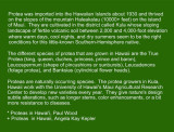 02 - Messengers From Gondwanaland - Meet the Proteas