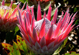 04- King Protea