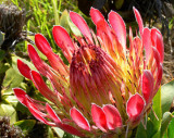 11- Prince Protea Protea (compacta)