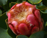 13- Princess Protea