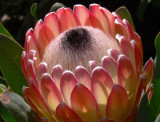 17- Protea Susara
