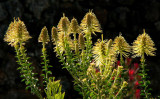 21- Foilage Protea - Leucadrons